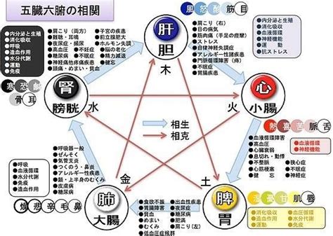 五行 体の部位|生命活動の5本柱「五臓」